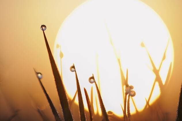 Dew drops on grass, sun in background, close-up  RUEF00312