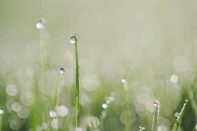 Germany, Bavaria, Dewdrops on grass blades, close-up  RUEF00328