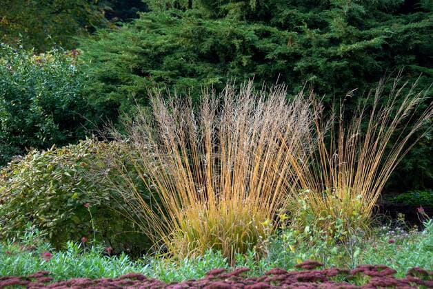 Wald-Reitgras, Waldreitgras (Calamagrostis arundinacea), mit Bluetenstaenden Rough Small-reed (Calamagrostis arundinacea), with inflroescences BLWS303231