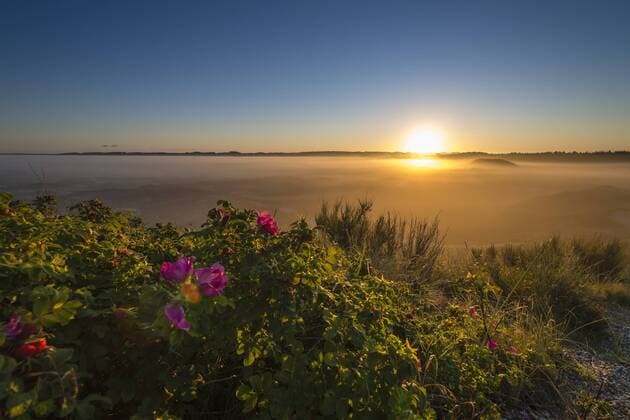 Nebel über Dünen und Heidelandschaft bei Sonnenaufgang, Henne, Region Syddanmark, Dänemark, Europa ibxcag03985272.jpg