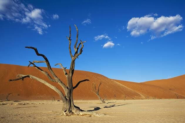 Africa, Namibia, Namib Naukluft National Park, Dead tree in namib desert  FOF002361