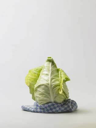 Pointed cabbage on white background  KNF000736