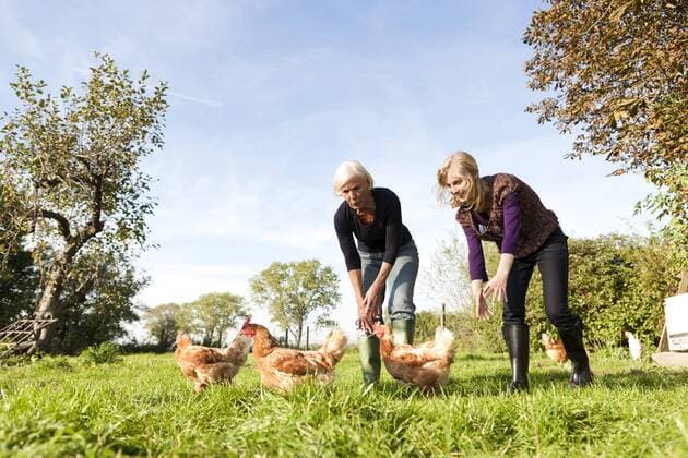 Germany, Saxony, Women together trying to catch hens in the farm model released  MBF001041