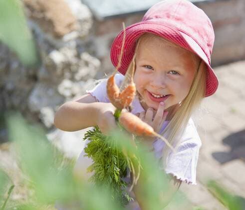 Germany, Bavaria, Girl picking carrots in garden model released property released  HSIYF000126