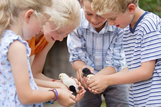 Germany, Bavaria, Group of children holding baby chicks model released property released  HSIYF000149