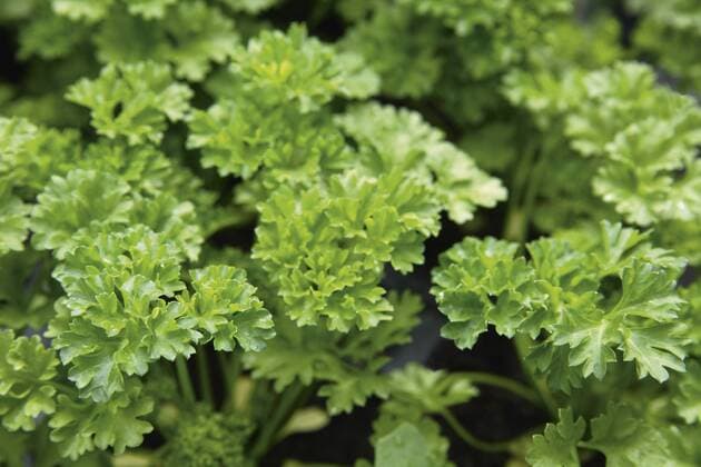 Germany, Bavaria, Cultivation of parsley, close up property released  TCF002527