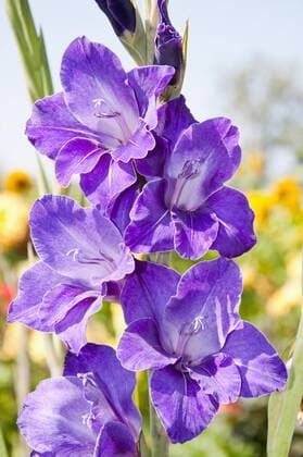 Germany, Close up of Gladiolus  UMF000464