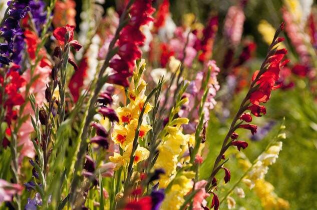 Germany, Bavaria, Field of Gladiolus, close up  UMF000475