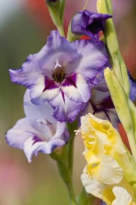 Germany, Bavaria, Close up of Gladiolus  UMF000483