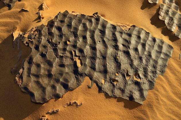 North Africa, Algeria, Sahara, Tassili N Ajjer, petrified seafloor with animal tracks,  ESF000872
