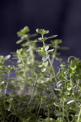 Lemon thyme, close up  CSF019666