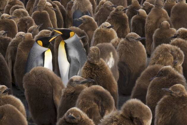 A colony of King Penguins, Aptenodytes patagonicus. Fledgling chicks with brown fluffy coats, standing in large groups, with some adults among them.  MINTxImages ArtxWolfe