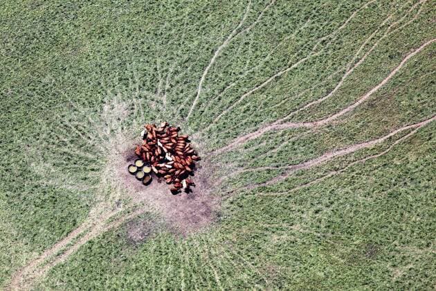 Germany, Group of cows at feeding  FBF000005
