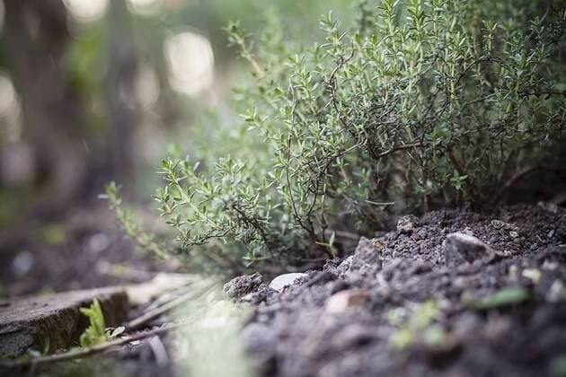 Germany, Baden-Wuerttemberg, Garden thyme, Thymus vulgaris, in garden  SBDF000846