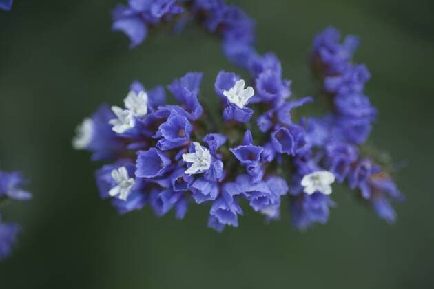 Wavyleaf sea-lavender (Limonium sinuatum)  TCF003683