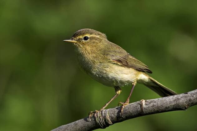 Zilpzalp, Zilp Zalp, Weidenlaubsaenger (Phylloscopus collybita), sitzt auf Ast, Deutschland, Rheinland-Pfalz chiffchaff (Phylloscopus collybita), sitting on a branch, Germany, Rhineland-Palatinate BLWS228207
