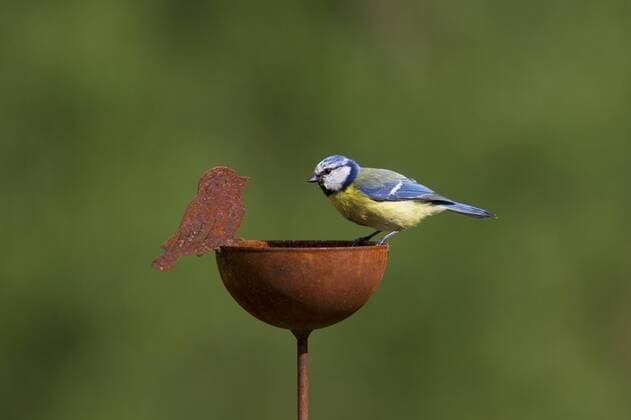 Blaumeise, Blau-Meise (Parus caeruleus, Cyanistes caeruleus), Blaumeise sitzt auf Gartendeko, Deutschland blue tit (Parus caeruleus, Cyanistes caeruleus), blue tit on garden decoration, Germany BLWS374868