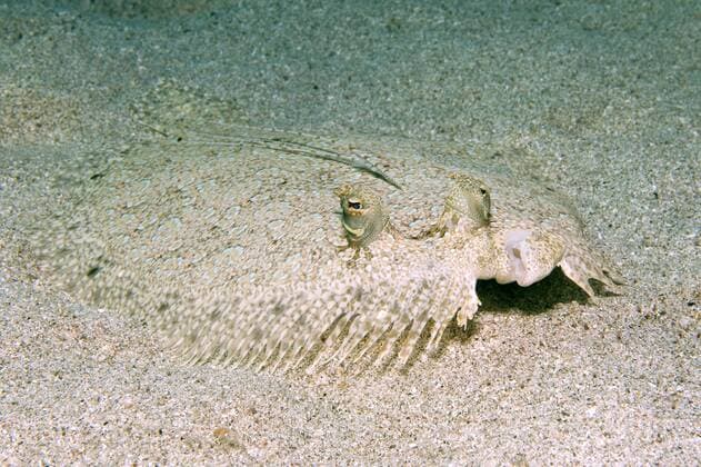 IMAGO Nature: Unsere Erde: Tierwelt: Hässliche Tiere Caribbean, Antilles, Curacao, Westpunt, Peacock Flounder, Bothus lunatus  YRF000032