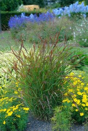 Rotbraune Ruten-Hirse, Rotbraune Rutenhirse (Panicum virgatum Rotstrahlbusch , Panicum virgatum Rotstrahlbusch), Sorte Rotstrahlbusch Old switch panic grass (Panicum virgatum Rotstrahlbusch , Panicum virgatum Rotstrahlbusch), cultivar Rotstrahlbusch BLWS304644