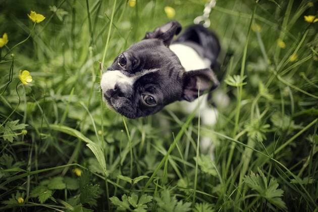 Germany, Rhineland-Palatinate, Boston Terrier, Puppy property released  NIF000016