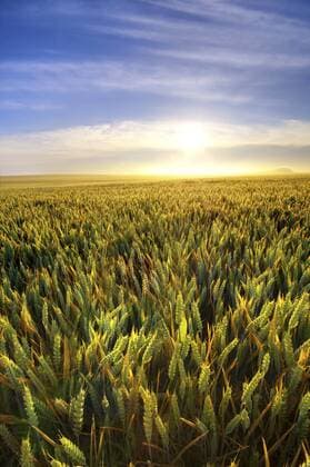 United Kingdom, Scotland, East Lothian, Wheat field, Triticum sativum, against the sun  SMAF000235
