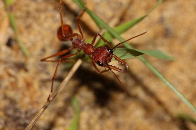 Yalgorup National Park, Western Australia. Bull ant (Myrmecia sp.), grows to 25 mm long and is capable of inflicting a very painful bite. Yalgorup National Park, Western Australia. 961_13_rml00087