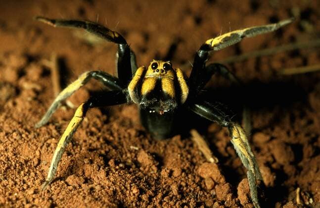 A wolf spider (Lycosa storrii) showing two large median eyes, in daylight, New South Wales, Australia 961_24_clf02043