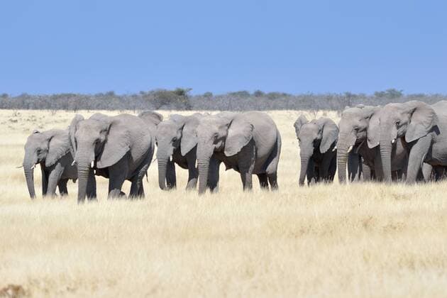  Herde Afrikanischer Elefanten (Loxodonta africana), Etosha-Nationalpark, Namibia, Afrika ibxjed04000774.jpg