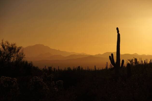 Organ Pipe Cactus NM, Arizona, USA Uwe Gernhoefer Uwe Gernhoefer