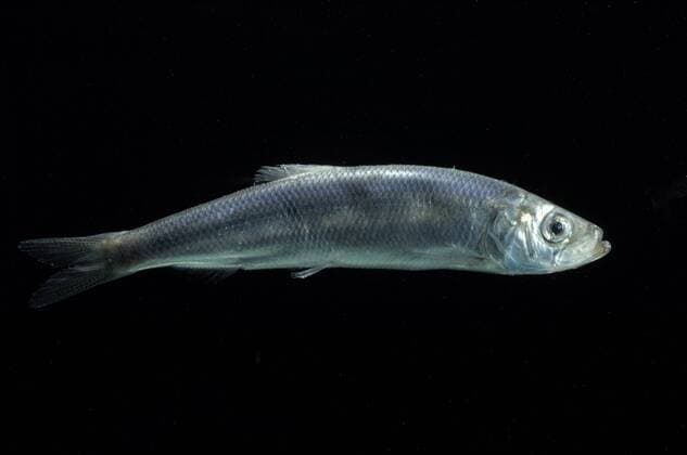 Atlantic herring {Clupea harengus} pelagic, deepsea, 2359m, Barents sea, Northern Europe  1165806 DavidxxShale