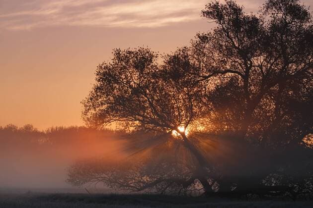Sonnenaufgang im Auwald, Biosphärenreservat Mittelelbe, Dessau-Rosslau, Sachsen-Anhalt, Deutschland, Europa iblmmv04005335.jpg