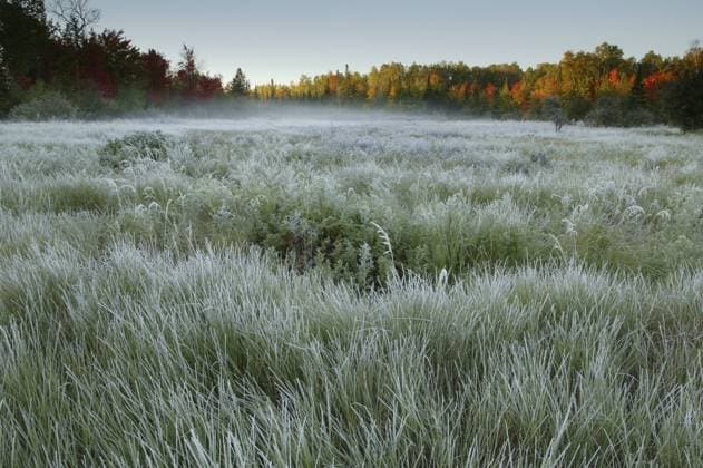 Morning mist over frost covered tall grasses in meadow bordered by autumn coloured trees, Lake Superior, Apostle Islands National Lakeshore, Wisconsin, USA, October 2008  1290415 ThomasxLazar