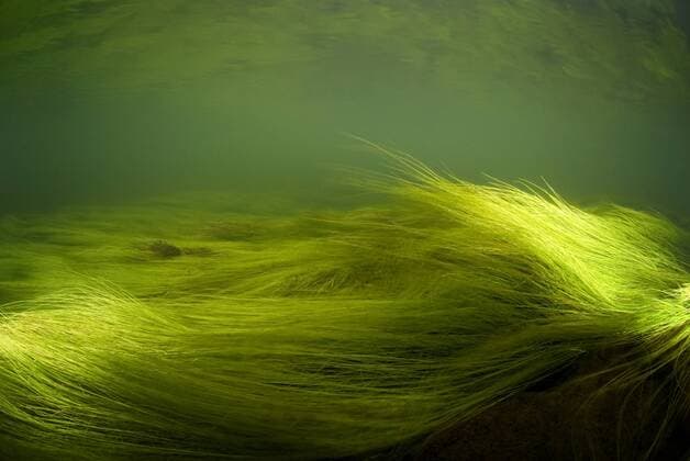 Underwater image of Green filamentous algae (Chlorophyceae sp.) in River Glaslyn, Snowdonia NP, Gwynedd, Wales, UK, November  1372982 GrahamxxEaton