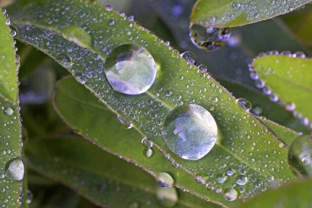 Vielfarbige Wolfsmilch, Gold-Wolfsmilch, Goldwolfsmilch (Euphorbia polychroma), Goldwolfsmilchblaetter mit Wassertropfen am Herbstmorgen Cushion Spurge (Euphorbia polychroma), leaves with raindrops in autumn BLWS378738