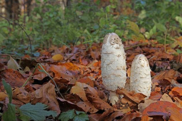  Schopftintlinge (Coprinus comatus) im bunten Herbstlaub, Allgäu, Bayern, Deutschland, Europa ibxdeh04012668.jpg