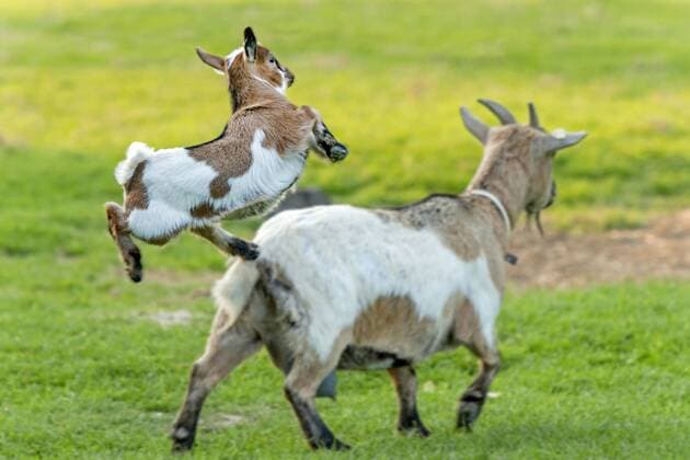 Hausziege, Haus-Ziege (Capra hircus, Capra aegagrus f. hircus), uebermuetig springendes Zicklein, Deutschland, Nordrhein-Westfalen domestic goat (Capra hircus, Capra aegagrus f. hircus), coltish jumping goat kid, Germany, North Rhine-Westphalia BLWS378856