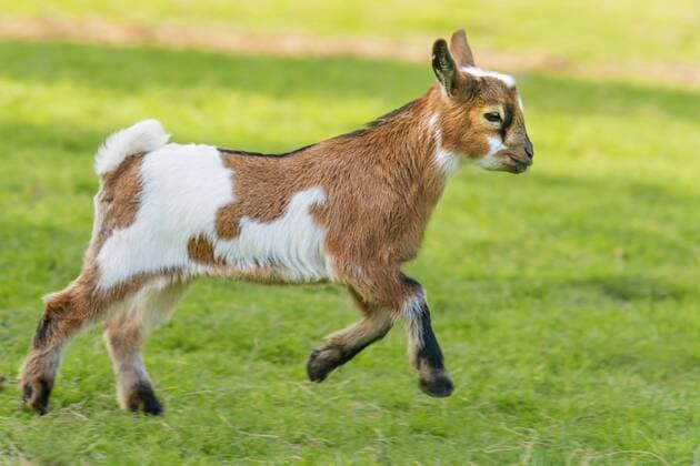 Hausziege, Haus-Ziege (Capra hircus, Capra aegagrus f. hircus), Ziegenkitz rennend auf einer Wiese, Deutschland, Nordrhein-Westfalen domestic goat (Capra hircus, Capra aegagrus f. hircus), goat kid runs in a meadow, Germany, North Rhine-Westphalia BLWS378845
