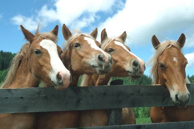 Haflinger (Equus przewalskii f. caballus), vier Tiere am Zaun, GESPERRT FUER POSTKARTEN BIN 2010 Haflinger horse (Equus przewalskii f. caballus), four individuals at a fence, NOT AVAILABLE FOR POSTCARDS UNTIL 2020 BLWS006096