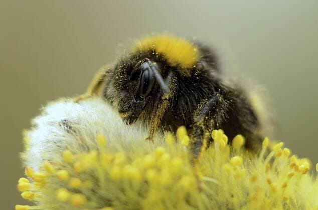 Bumblebee, Bombus, sitting on blossom  MJOF000901
