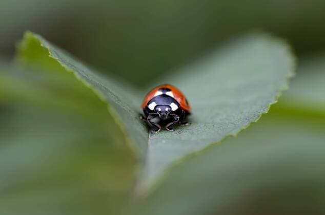 Seven-spotted ladybird, Coccinella septempunctata, on a leaf  MJOF000881