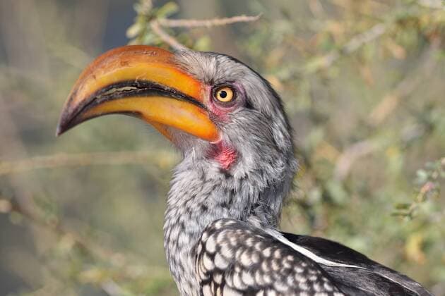  Südlicher Gelbschnabeltoko (Tockus leucomelas), auf einem Ast, Kgalagadi Transfrontier Park, Provinz Nordkap, Südafrika ibxjed04037001.jpg