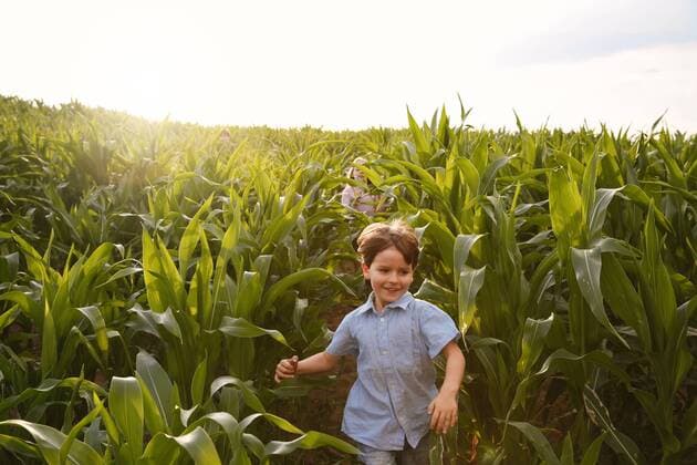 Two children playing in a maize field model released Symbolfoto  FKIF000067