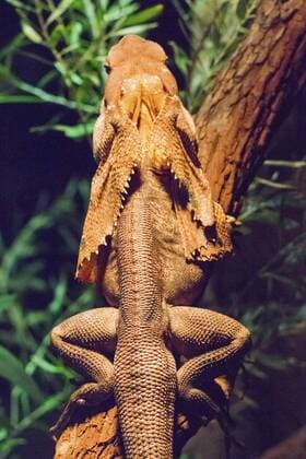 IMAGO Nature: Unsere Erde: Tierwelt: Hässliche Tiere Kragenechse, Kragen-Echse (Chlamydosaurus kingi, Chlamydosaurus kingii), auf einem Ast, Australien, Westaustralien Frilled lizard, Australian frilled lizard, Frill-necked lizard, King s Lizard (Chlamydosaurus kingi, Chlamydosaurus kingii), on a branch, Australia, Western Australia BLWS382740
