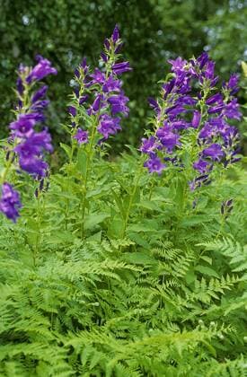 Breitblaettrige Glockenblume, Breitblatt-Glockenblume, Breitblattglockenblume, Wald-Glockenblume, Waldglockenblume (Campanula latifolia), bluehend, Deutschland giant bellflower, great bellflower (Campanula latifolia), blooming, Germany BLWS384506