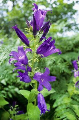 Breitblaettrige Glockenblume, Breitblatt-Glockenblume, Breitblattglockenblume, Wald-Glockenblume, Waldglockenblume (Campanula latifolia), Bluetenstand, Deutschland giant bellflower, great bellflower (Campanula latifolia), blooming, Germany BLWS384507