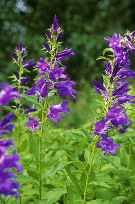 Breitblaettrige Glockenblume, Breitblatt-Glockenblume, Breitblattglockenblume, Wald-Glockenblume, Waldglockenblume (Campanula latifolia), bluehend, Deutschland giant bellflower, great bellflower (Campanula latifolia), blooming, Germany BLWS384508