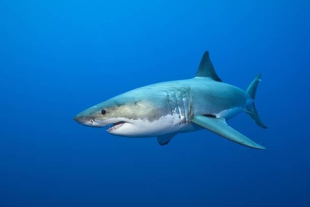 Grosser Weisser Hai, Carcharodon carcharias, Neptune Islands, Australien Great White Shark, Carcharodon carcharias, Neptune Islands, Australia Grosser Weisser Hai, Australien 