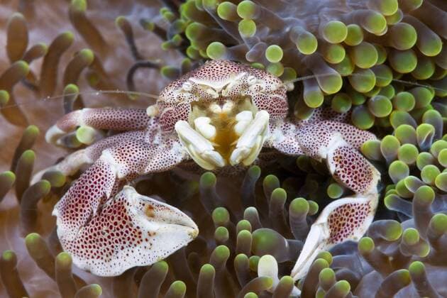 Porzellan-Krabbe, Neopetrolisthes maculatus, Ambon, Molukken, Indonesien Porcelain Crab associated with Sea Anemone, Neopetrolisthes maculatus, Ambon, Moluccas, Indonesia Porzellan-Krabbe, Indonesien 