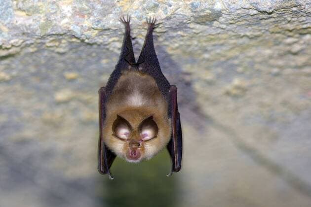 IMAGO Nature: Unsere Erde: Tierwelt: Hässliche Tiere Kleinhufeisennase, Kleine Hufeisennase (Rhinolophus hipposideros), haengt an der Hoehelndecke des Ueberwinterungsquartiers, Deutschland, Thueringen, Rapolda Lesser horseshoe bat (Rhinolophus hipposideros), hanging down from the cave ceiling of the hibernation site, Germany, Thueringen, Rapolda BLWS384266