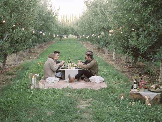 An apple orchard in Utah. Group of people having a picnic on the grass.  15367